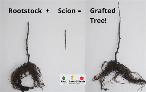 Selecting the root stock in grafting